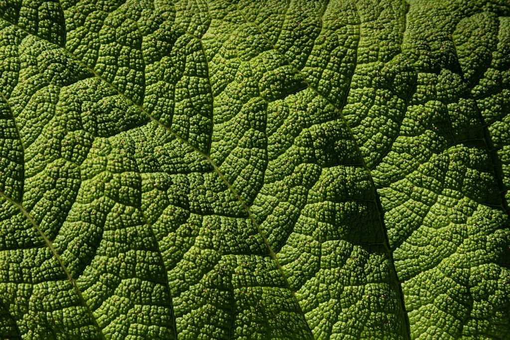 High-resolution palm vein scanner with infrared imaging technology